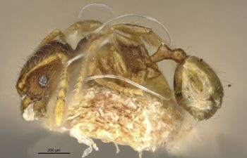 Media type: image;   Entomology 745093 Aspect: habitus lateral view